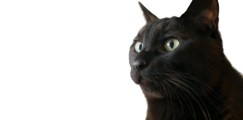 プレスリリース