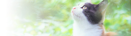 猫カフェ部門　ホールスタッフ