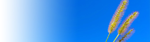 猫グッズ開発　デザインマネージャー