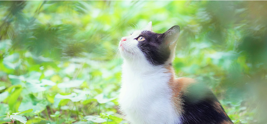 緑の森の中、あたたかな光を浴び、見上げる三毛猫