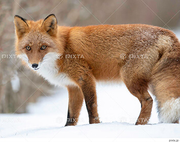 夏（6月・7月・8月）服装例